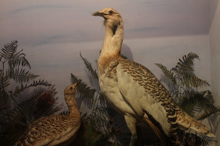 The bird displays at Haslemere Educational Museum, which inspired Max Nicholson's lifelong passion for conservation.