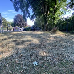 Council apology as school's 'Mini forest' is mowed down