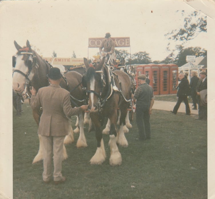 Edgar Harding August with his team of Shire horses in Alton,