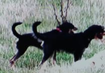 Appeal to find dog owner as five sheep killed in dog attack near Bordon