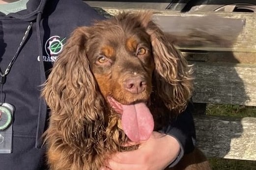 Dog and trailer stolen from Meon Valley farm