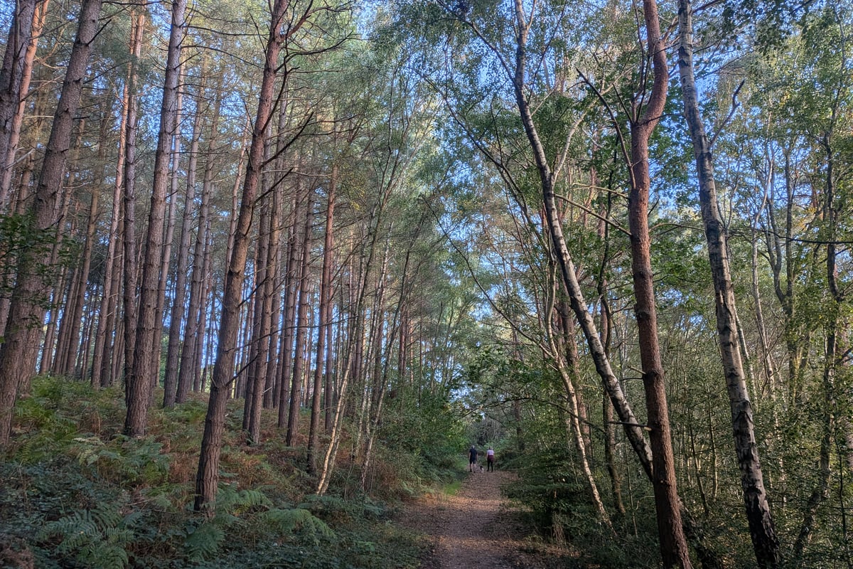 Heathland boost or ecocide? Axe to fall on parts of 'magical' Surrey woods