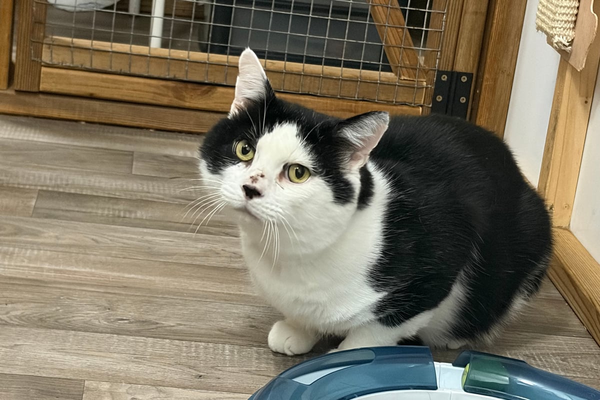 Cat shot in head in Hampshire sparks air gun law plea