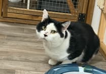 Cat shot in head in Hampshire sparks air gun law plea