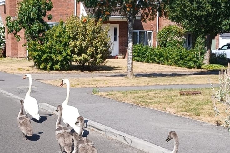 Wings and a prayer: Assurances swans will be returned to Petersfield beauty spot