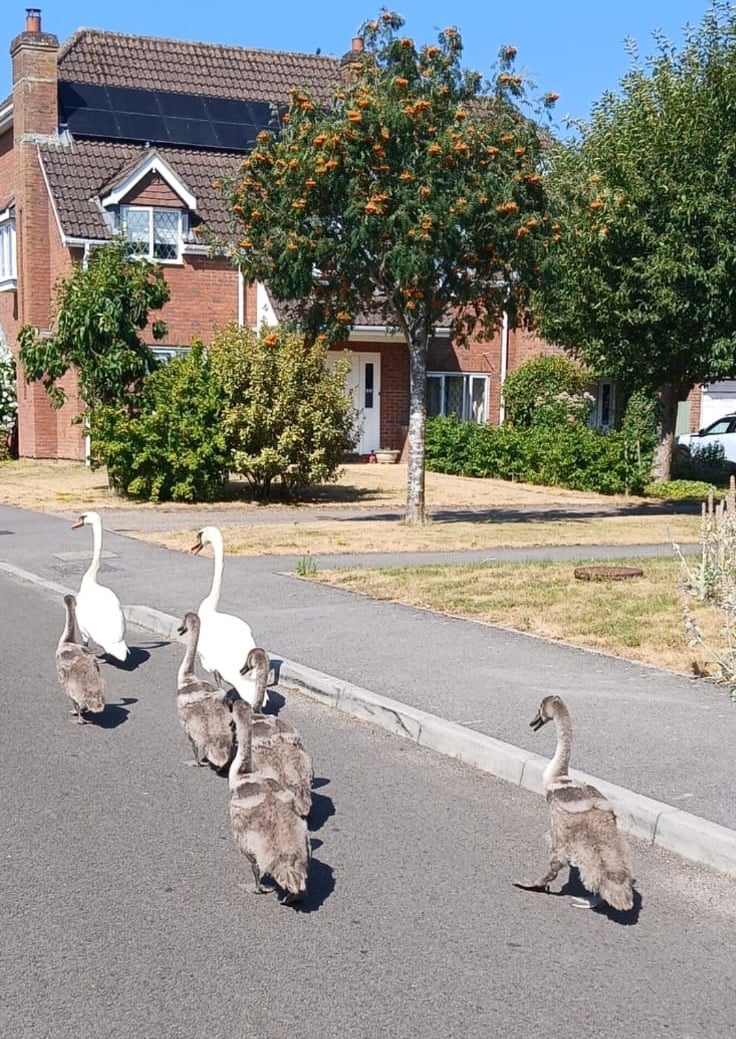 PP Marden Way Swans Susan Sang.jpeg